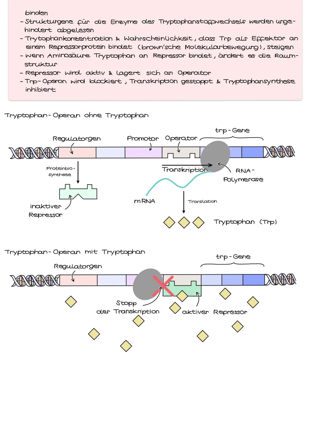 # Genregulation bei Prokaryoten

Genregulation bezeichnet die Steuerung der Aktivität von Genen, genauer die
Steuerung der Genexpression. Si