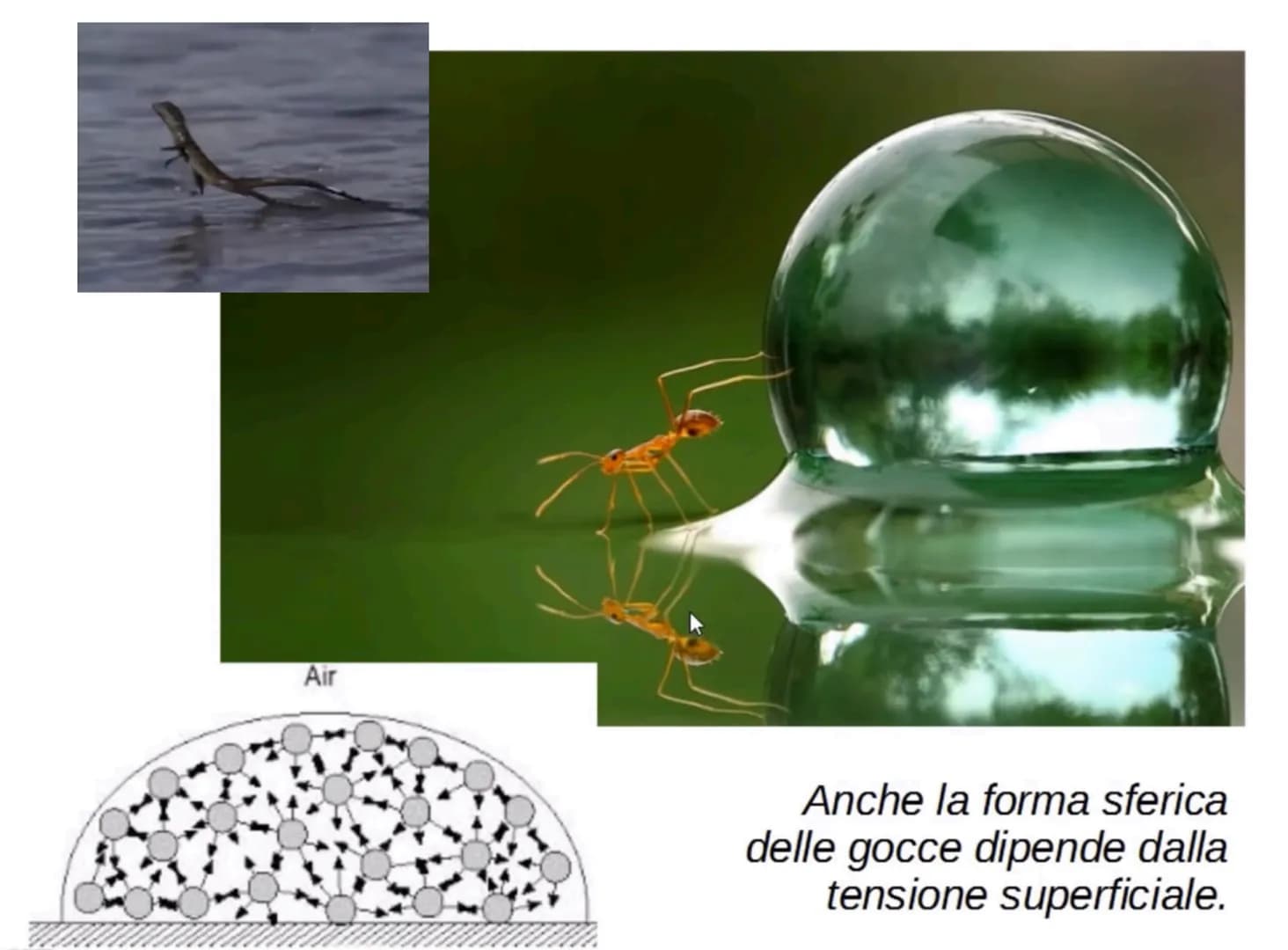 # L'acqua: una molecola polare
Breve introduzione

La formula dell'acqua è H20, Ciò significa che la molecola di acqua è formata
da due atom