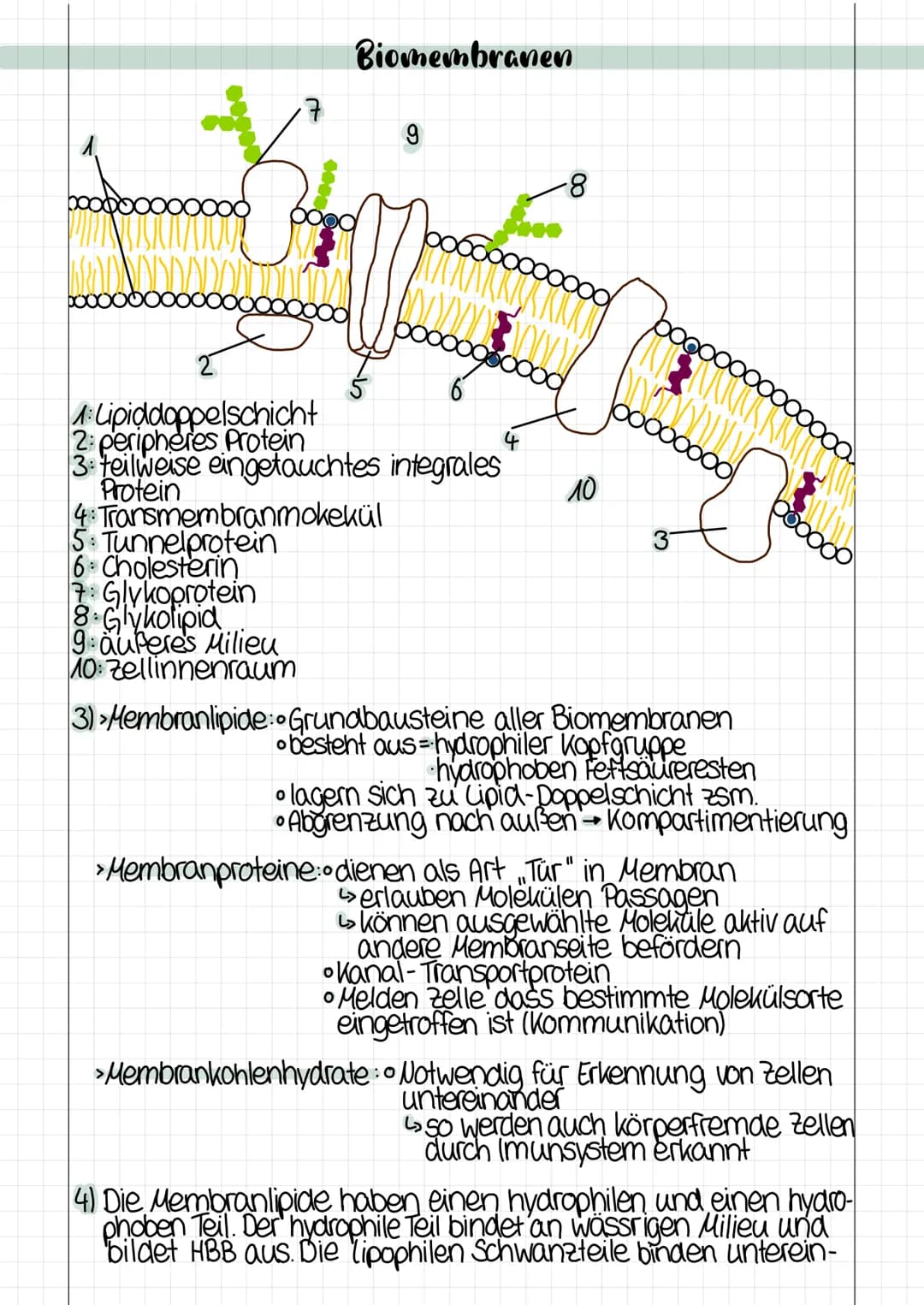# Biomembranen

10000000

7

9

8

0000

○○○○○○○○○○○○

2

1: Lipiddoppelschicht

2: peripheres Protein

3: teilweise eingetauchtes integrale