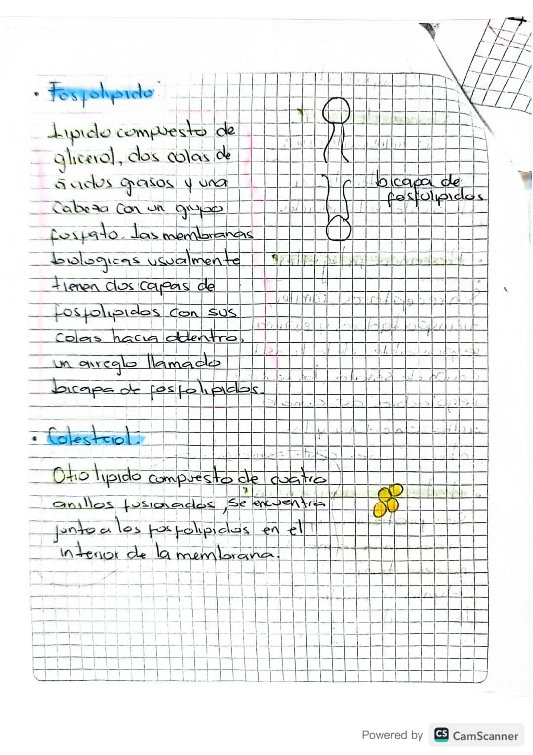 # Membrama Celular,

•Separa a la célula de su entorno.

• Contruir una barrera Con permeabilidad muy
Selectiva, controlando el intercambio 