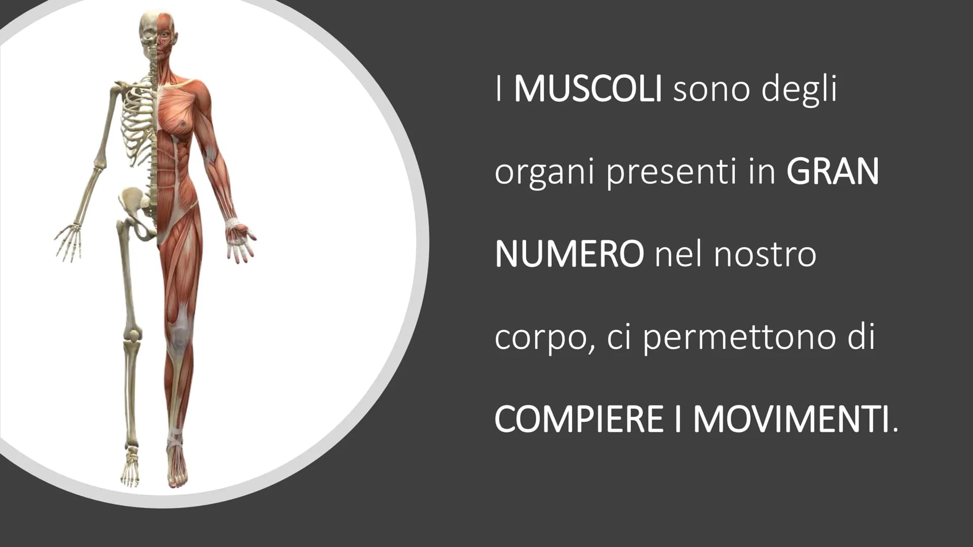 MUSCOLI E
CORPO UMANO I MUSCOLI sono degli
organi presenti in GRAN
NUMERO nel nostro
corpo, ci permettono di
COMPIERE I MOVIMENTI. # TIPI DI