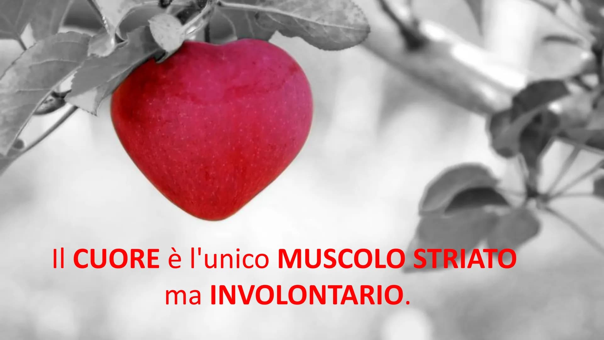 MUSCOLI E
CORPO UMANO I MUSCOLI sono degli
organi presenti in GRAN
NUMERO nel nostro
corpo, ci permettono di
COMPIERE I MOVIMENTI. # TIPI DI