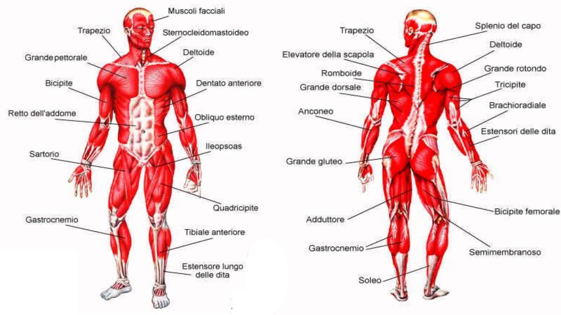 MUSCOLI E
CORPO UMANO I MUSCOLI sono degli
organi presenti in GRAN
NUMERO nel nostro
corpo, ci permettono di
COMPIERE I MOVIMENTI. # TIPI DI