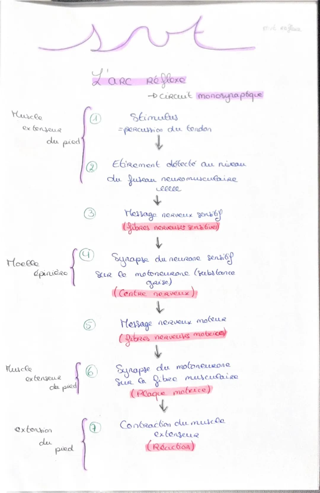 Haploide
(n)

a a qu'une qu seule fois
chaque type de
Chromosomes dans
Son noyau (pas
d'homologue)

VS

Diploide
(2n)

Lo fusion do 2 & hapl