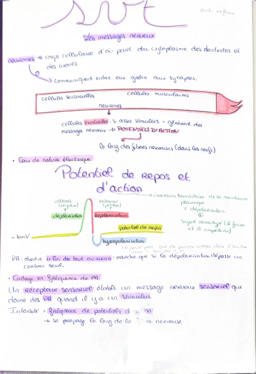 Haploide
(n)

a a qu'une qu seule fois
chaque type de
Chromosomes dans
Son noyau (pas
d'homologue)

VS

Diploide
(2n)

Lo fusion do 2 & hapl