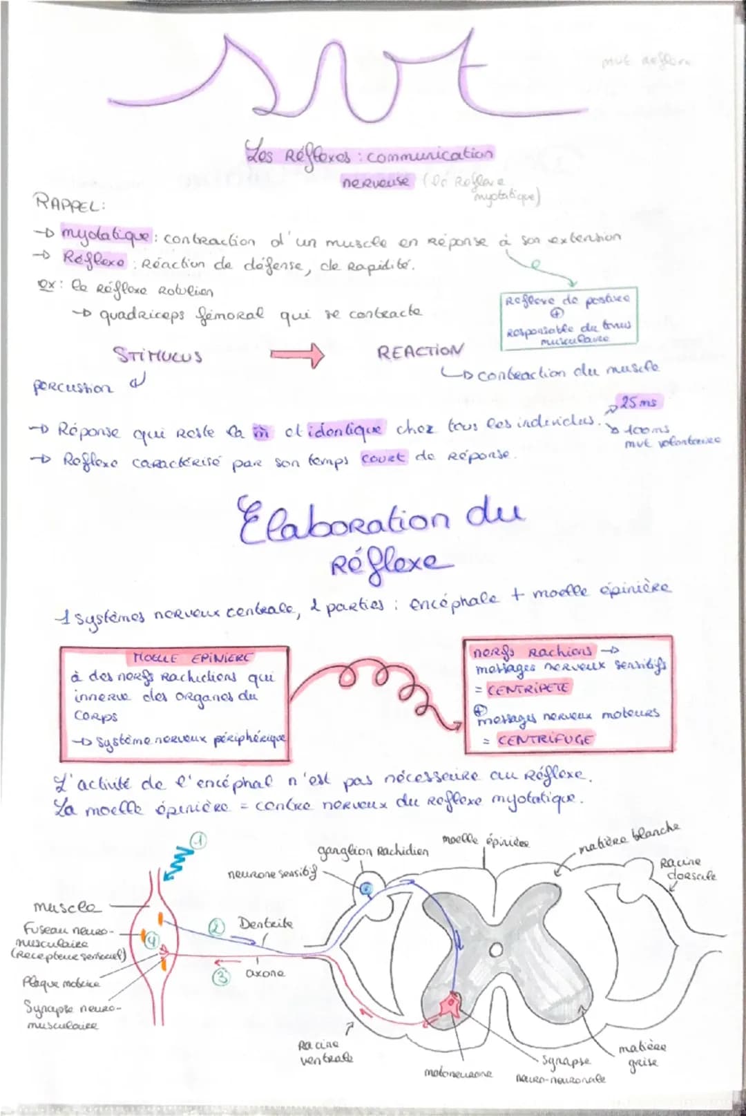 Haploide
(n)

a a qu'une qu seule fois
chaque type de
Chromosomes dans
Son noyau (pas
d'homologue)

VS

Diploide
(2n)

Lo fusion do 2 & hapl