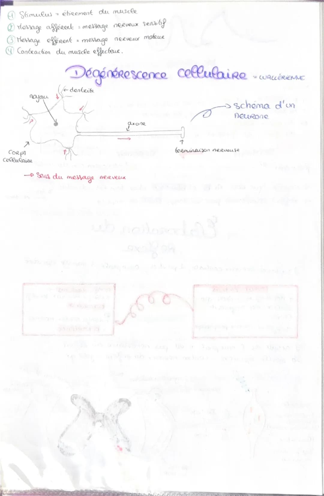 Haploide
(n)

a a qu'une qu seule fois
chaque type de
Chromosomes dans
Son noyau (pas
d'homologue)

VS

Diploide
(2n)

Lo fusion do 2 & hapl
