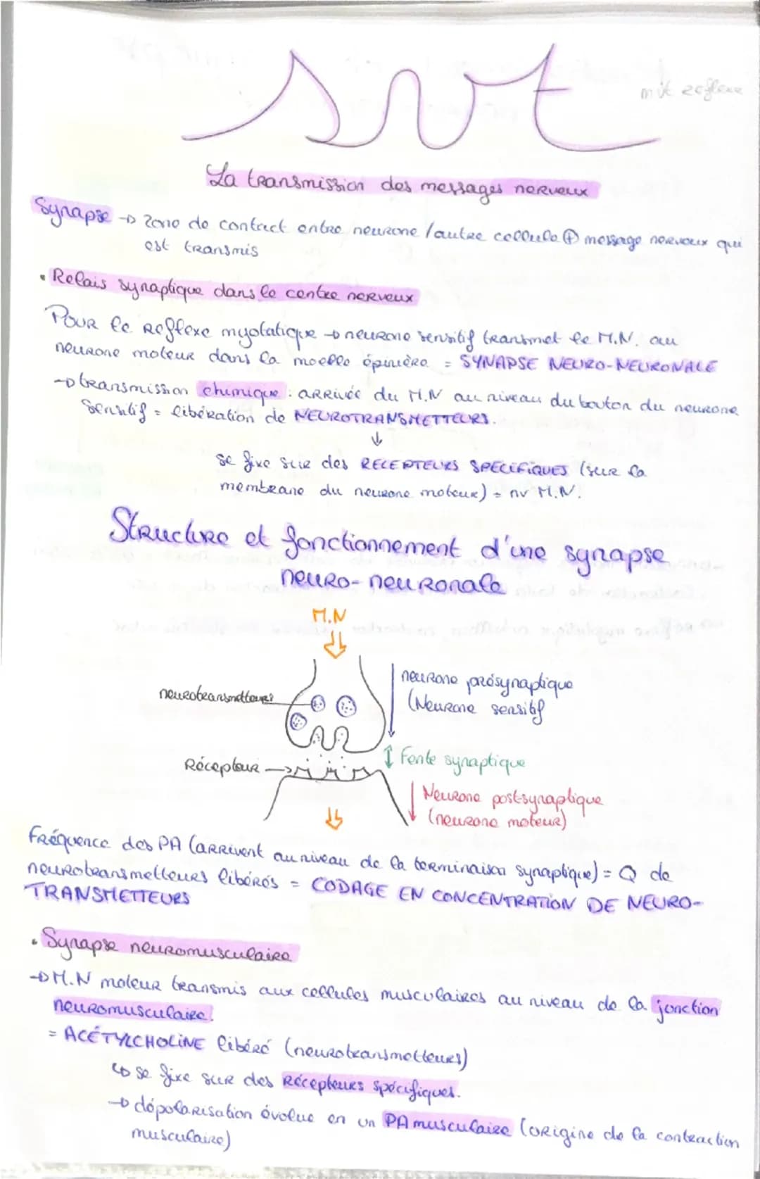 Haploide
(n)

a a qu'une qu seule fois
chaque type de
Chromosomes dans
Son noyau (pas
d'homologue)

VS

Diploide
(2n)

Lo fusion do 2 & hapl