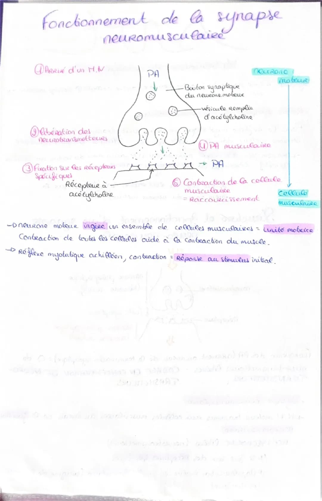 Haploide
(n)

a a qu'une qu seule fois
chaque type de
Chromosomes dans
Son noyau (pas
d'homologue)

VS

Diploide
(2n)

Lo fusion do 2 & hapl