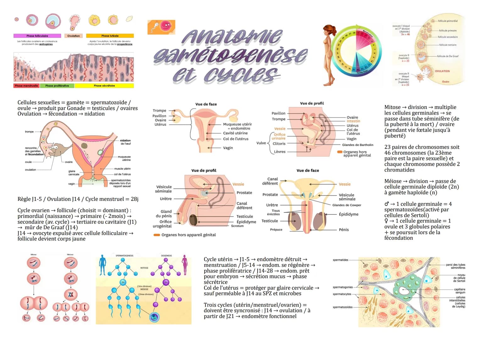 # Phase folliculaire
Les follicules ovariens en croissance.
produisent des gestrogènes

# Ovulation

# Phase lutéale
Après l'ovulation, le f