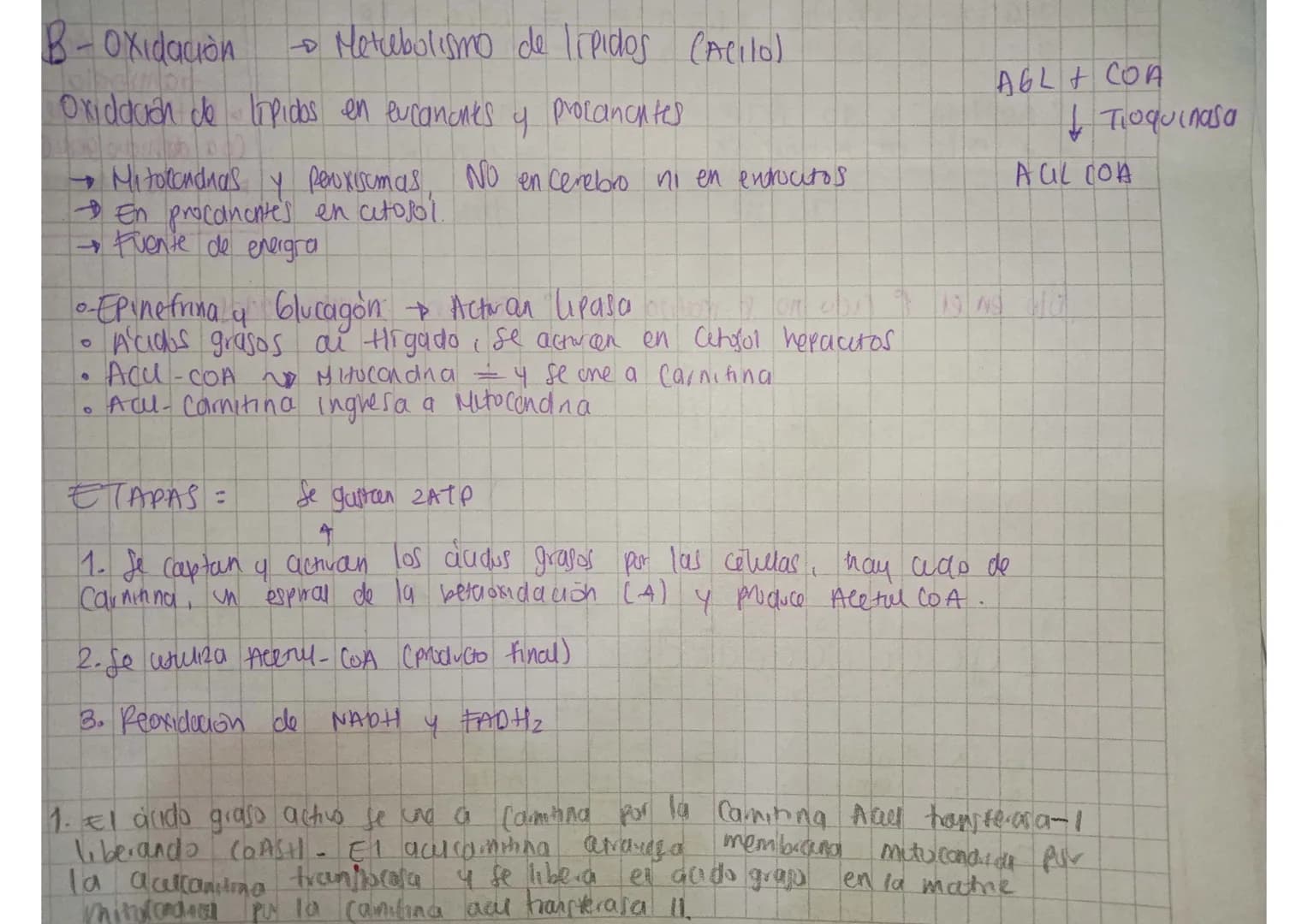 B-Oxidación →Metabolismo de lipidos (Acilol)

Oxidduón de lipidos en evcanones y procanantes

→ Mitocondnas y peroxisomas, No en cerebro ni 