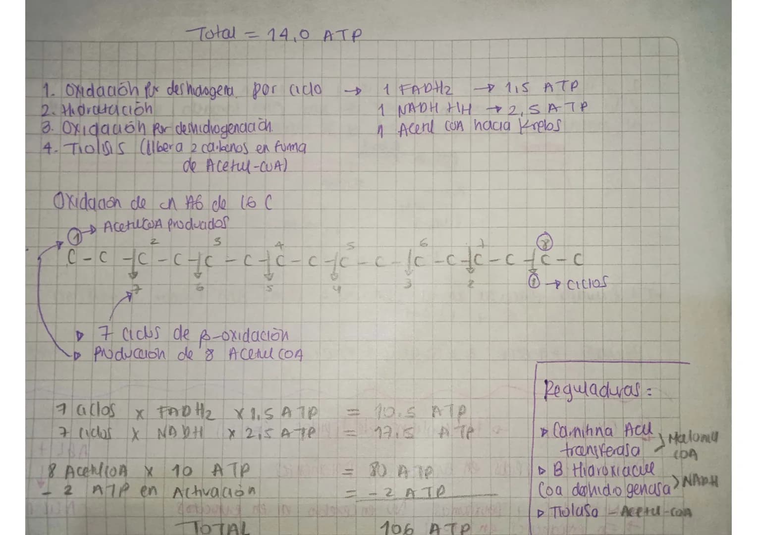 B-Oxidación →Metabolismo de lipidos (Acilol)

Oxidduón de lipidos en evcanones y procanantes

→ Mitocondnas y peroxisomas, No en cerebro ni 