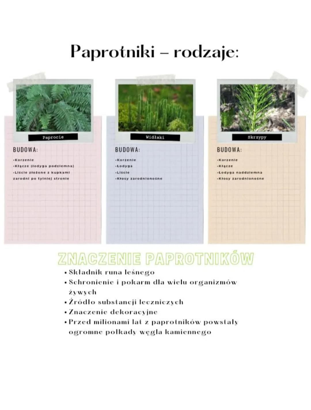 # Paprotniki – rodzaje:

BUDOWA:
- Korzenie
Paprocie
- Kłącze (lodyga podziemna)
- Liście złożone z kupkami
- zarodni po tyintej stronie

BU