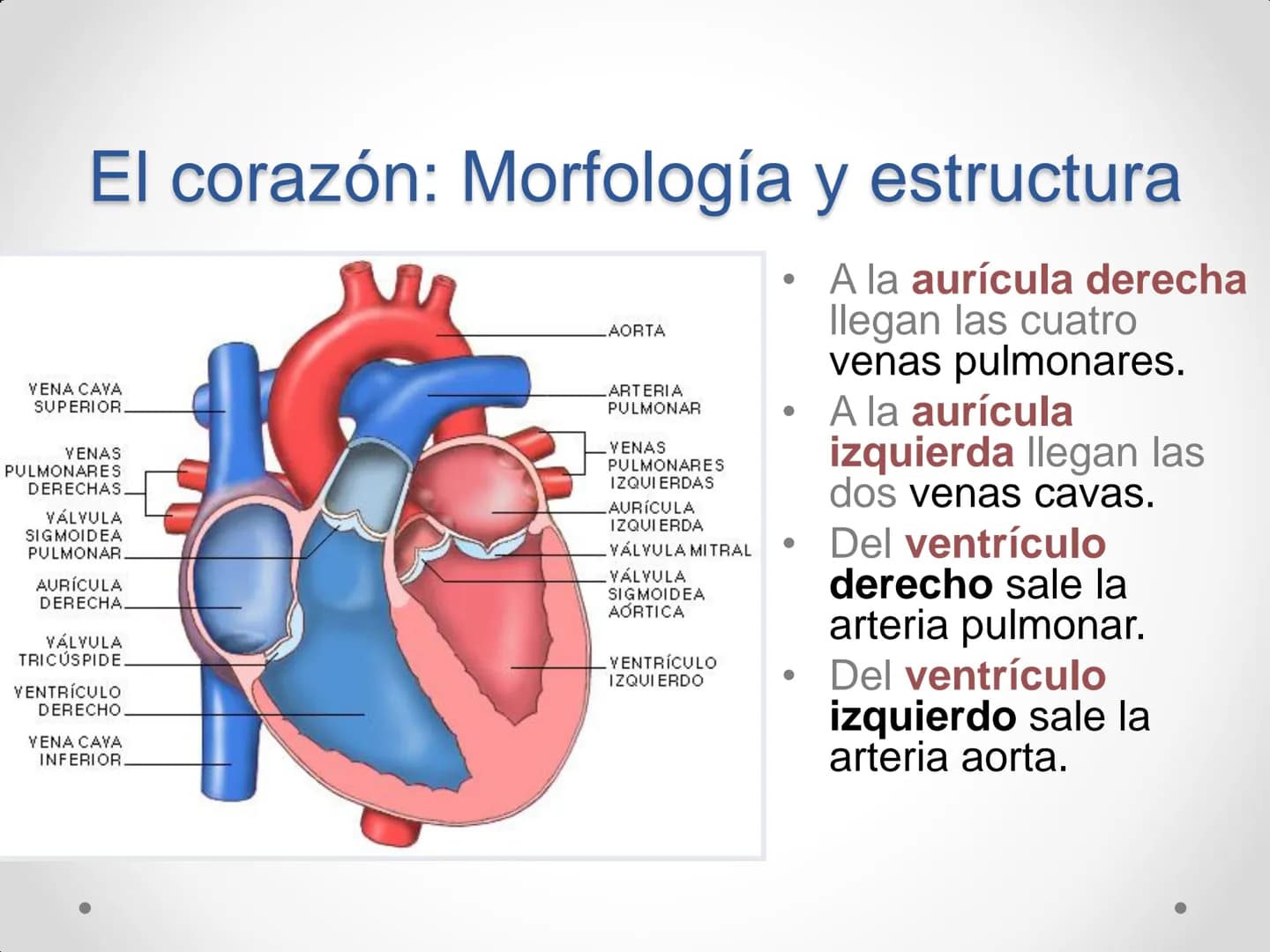 # Anatomía y
fisiología del
Sistema
Circulatorio # El aparato circulatorio

*   Se encarga del transporte de sustancias
por todo el organism