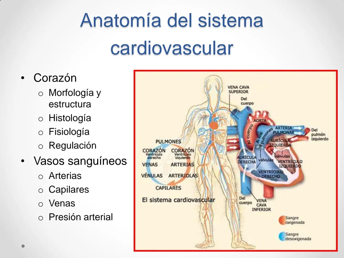 # Anatomía y
fisiología del
Sistema
Circulatorio # El aparato circulatorio

*   Se encarga del transporte de sustancias
por todo el organism