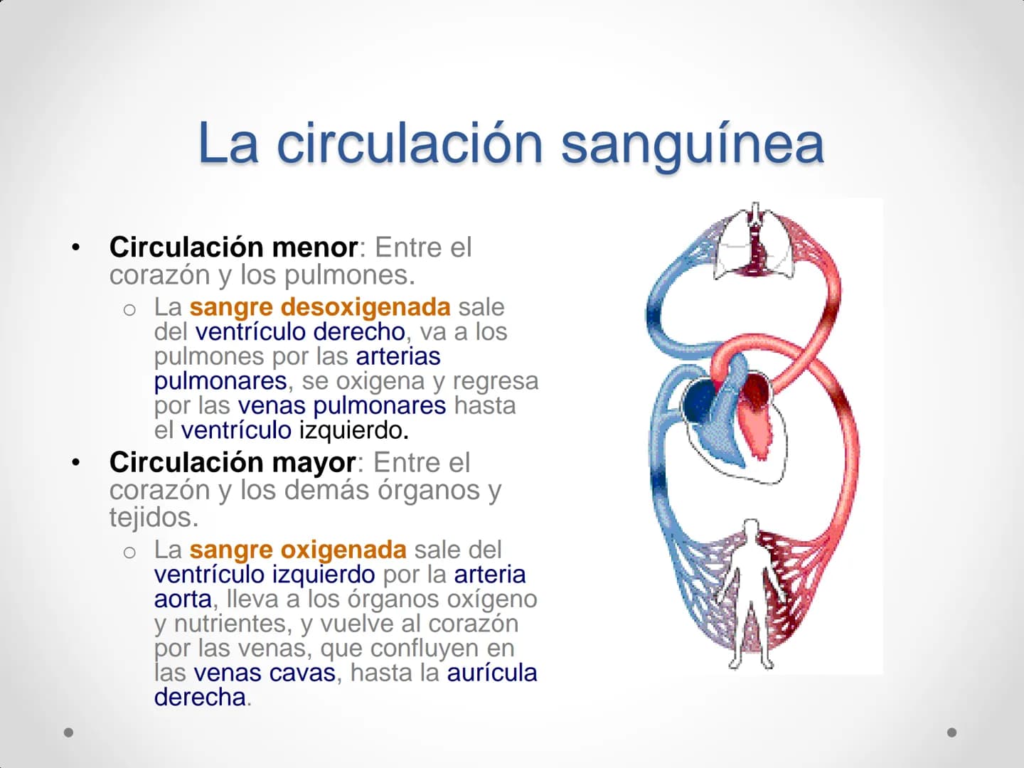 # Anatomía y
fisiología del
Sistema
Circulatorio # El aparato circulatorio

*   Se encarga del transporte de sustancias
por todo el organism
