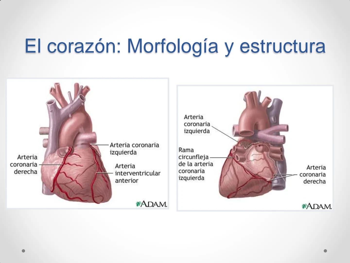 # Anatomía y
fisiología del
Sistema
Circulatorio # El aparato circulatorio

*   Se encarga del transporte de sustancias
por todo el organism