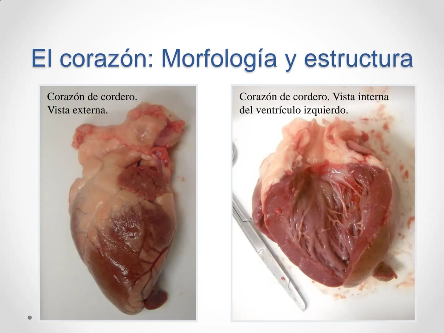 # Anatomía y
fisiología del
Sistema
Circulatorio # El aparato circulatorio

*   Se encarga del transporte de sustancias
por todo el organism