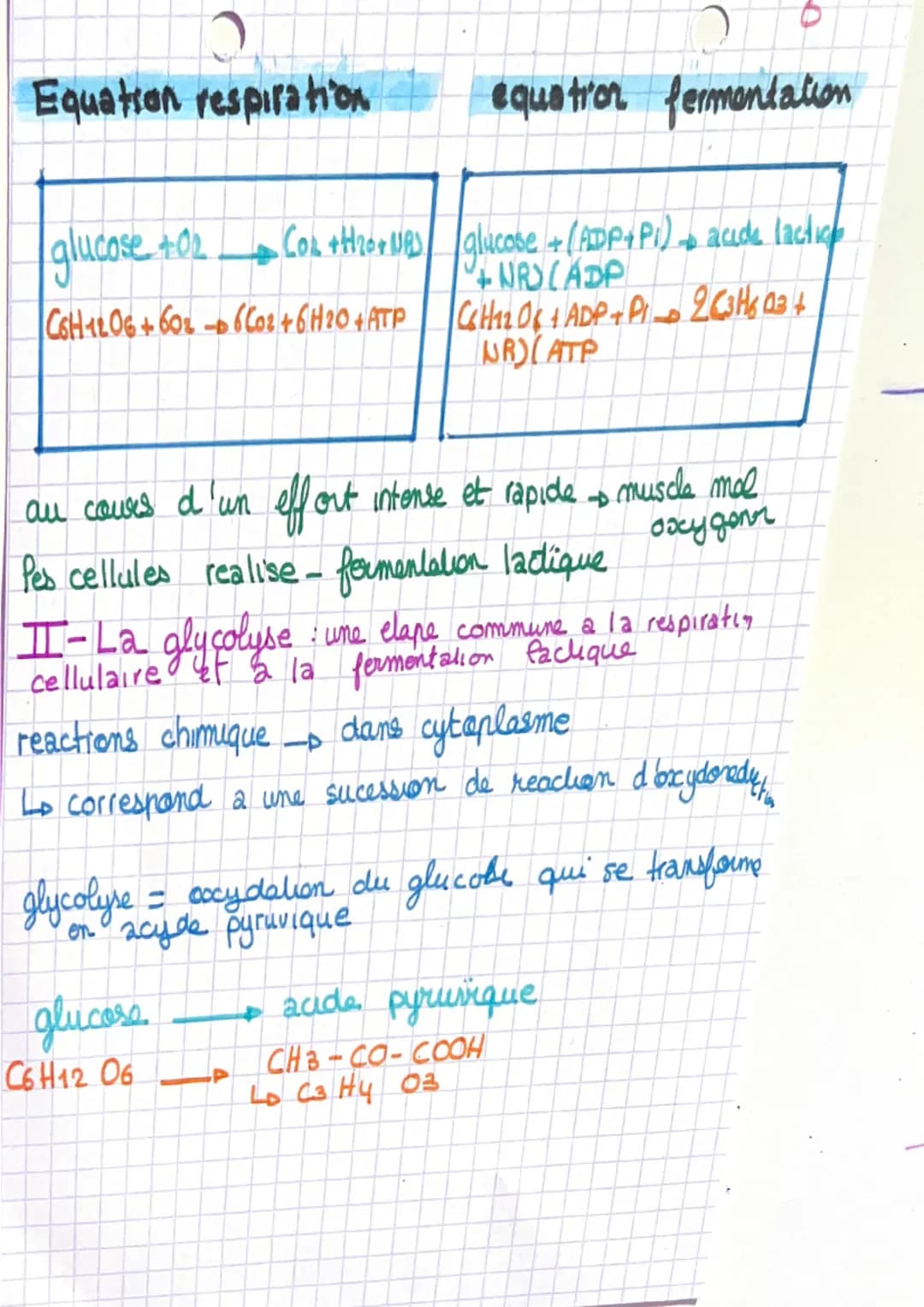 # Chapitre 1

I- L'organisation generale d'un muscle
muscle-organe constitué de cellules regroupé
en faisceausc

Sceuse la sont entouré d'1 