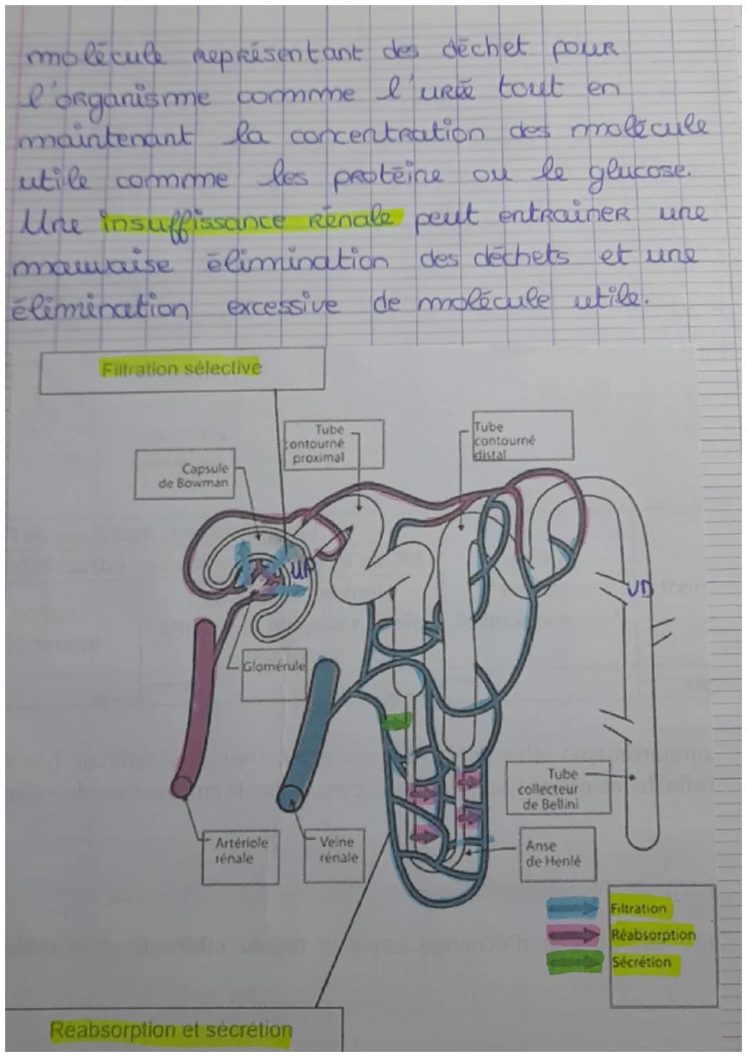 Chapitre 1. Le milieu intérieur et sa régulat
Ton

Millien intérieur et compartiment liquidien

L'eau représente 60% de la masse corporelle

