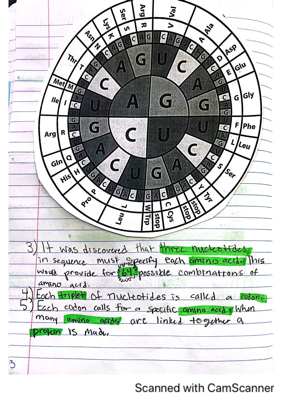 # DNA, RNA, and Protein Synthesis.
The DNA molecule, with it's four nitrogenous
bases us code for all proteins that are made
in a cell.
- Ge
