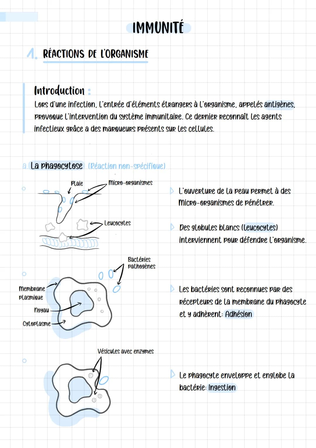 # IMMUNITÉ

# A RÉACTIONS DE L'ORGANISME

Introduction :

Lors d'une infection, l'entrée d'éléments étrangers à l'organisme, appelés antigèn