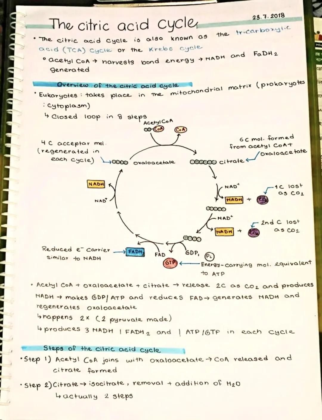 # The citric acid cycle

*   The citric acid cycle is also known as the tricarboxyl.c
acid (TCA) Cycle or the Krebs cycle

*   acetyl CoA → 