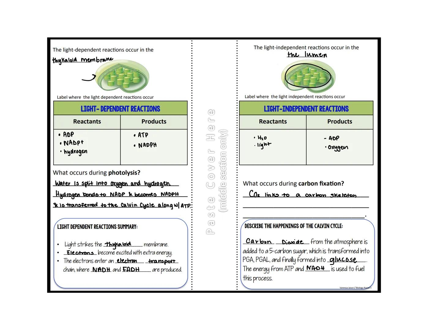 The light-dependent reactions occur in the
thy kaloid membrane

The light-independent reactions occur in the
the lumen

Label where the ligh