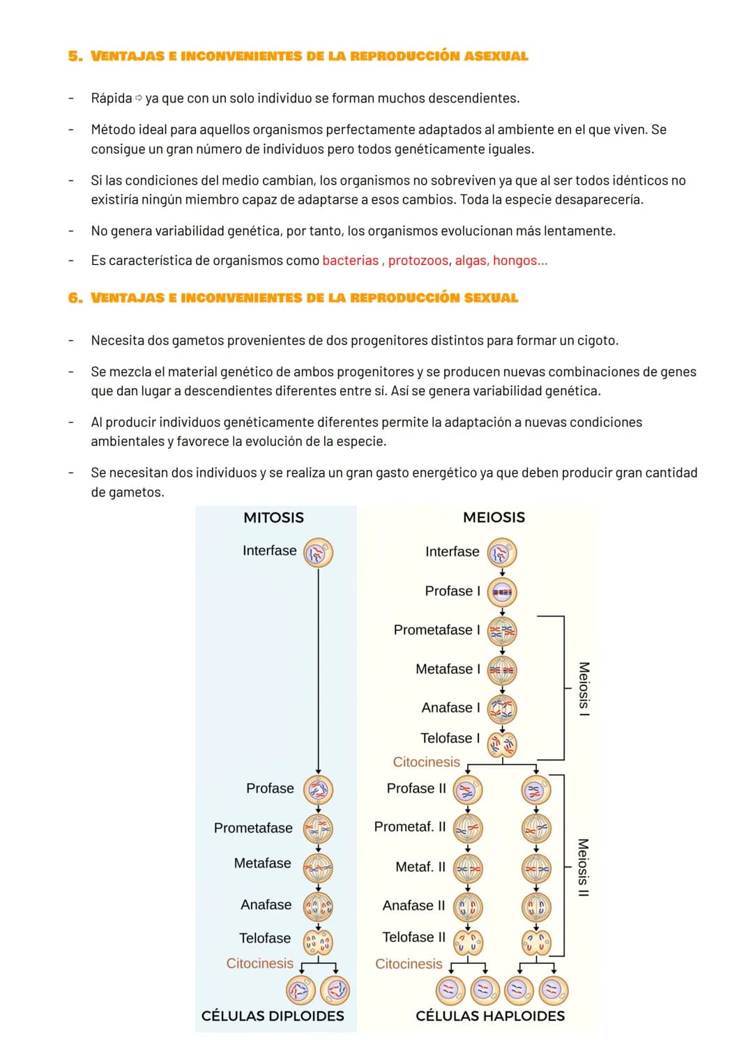 # DIVISIÓN CELULAR

1. INFORMACIÓN GENÉTICA

EI ADN (ácido desoxirribonucleico):

- Molécula que contiene la información genética para fabri
