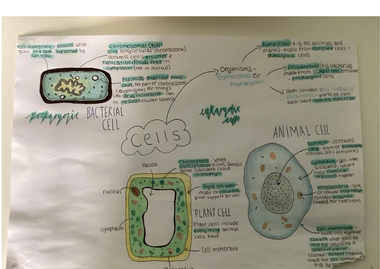 Cell membrane - controls what
goes int out. Supponed by
Cell wall

Chromosomal DNA-
lone long circular chromosome)
controls cell's activites