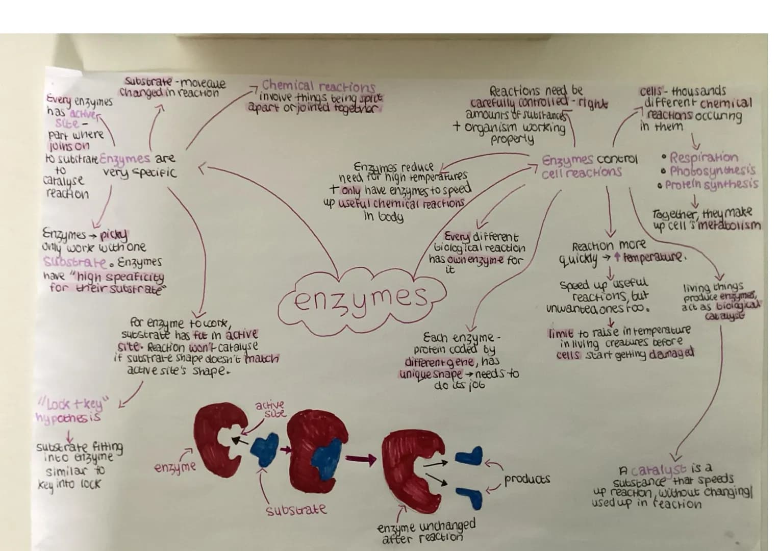 Cell membrane - controls what
goes int out. Supponed by
Cell wall

Chromosomal DNA-
lone long circular chromosome)
controls cell's activites