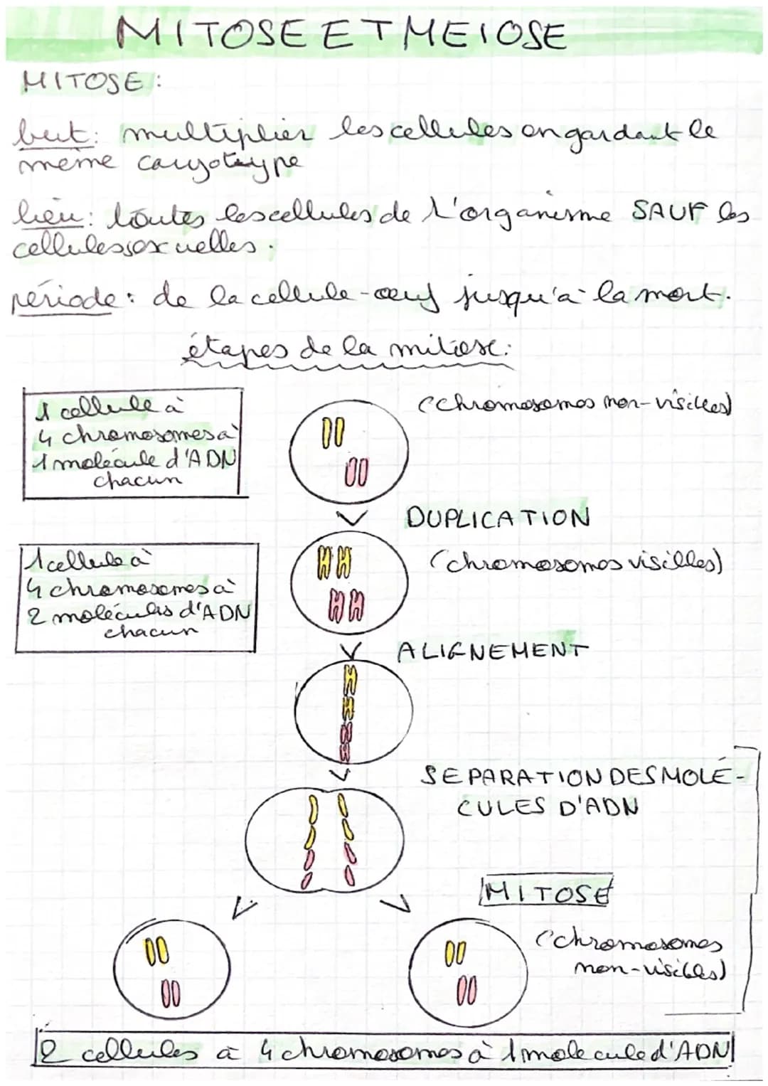 # MITOSE EΤΜΕΙΟSΕ

MITOSE:

but: multiplier les cellules on gardant le

meme caryotary pe

lieu: loutes lescellules de l'organisme SAUF es

