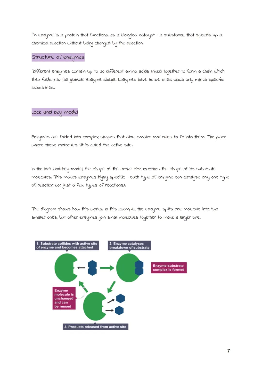 
<h2>Cells and Movement Across Membranes</h2>
<h3>Animal Cells</h3>
<p>Animals and plants are multicellular organisms, consisting of many ce