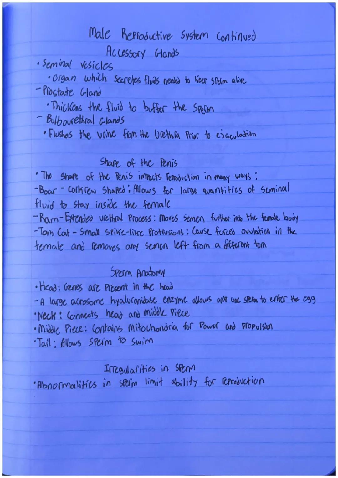 # Male Reproductive System
•Purpose of the Male
-To contribute half of the chromosomes when producing offspring
• Functions include the foll