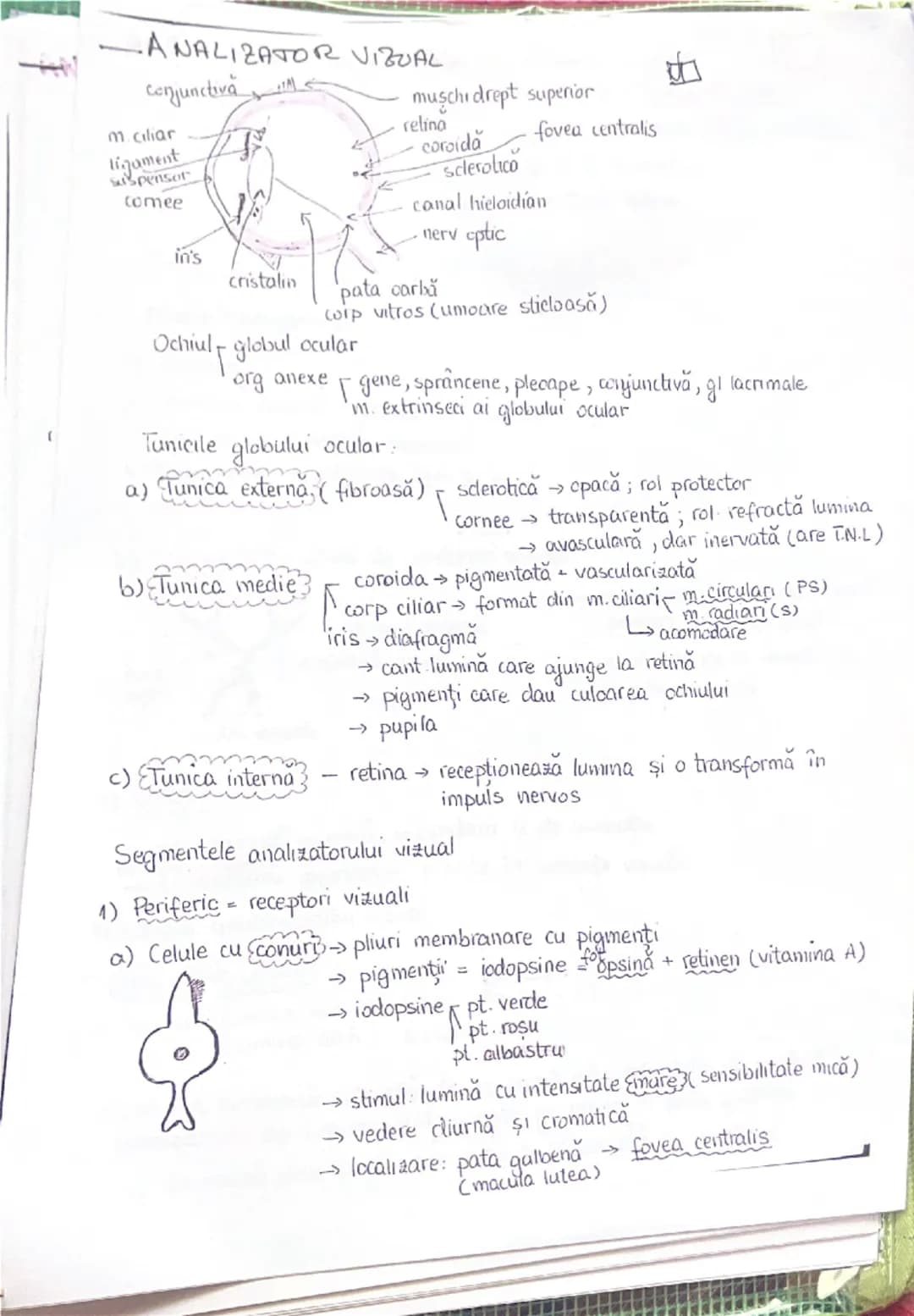 PLANURI SI RAPORTURI ANATOMICE
NTOPOGRAFIA ORGANELOR M

Axele corpului omenesc

superior (cranial)

- ax longitudinal (al lungimi)
- ax tran