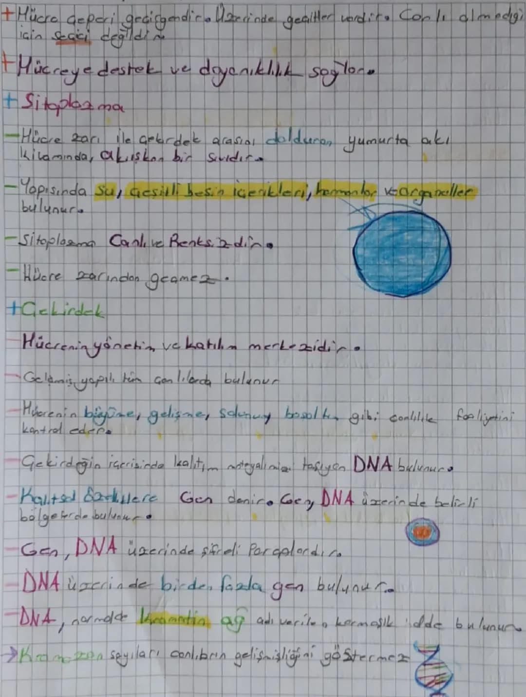 + Hücre gepari geçigendira zerinde geçitler verdira Canlı almadigi
Için seçici değildin
+Hücreye destek ve dayanıklılık sağlar.
+ Sitoplazma