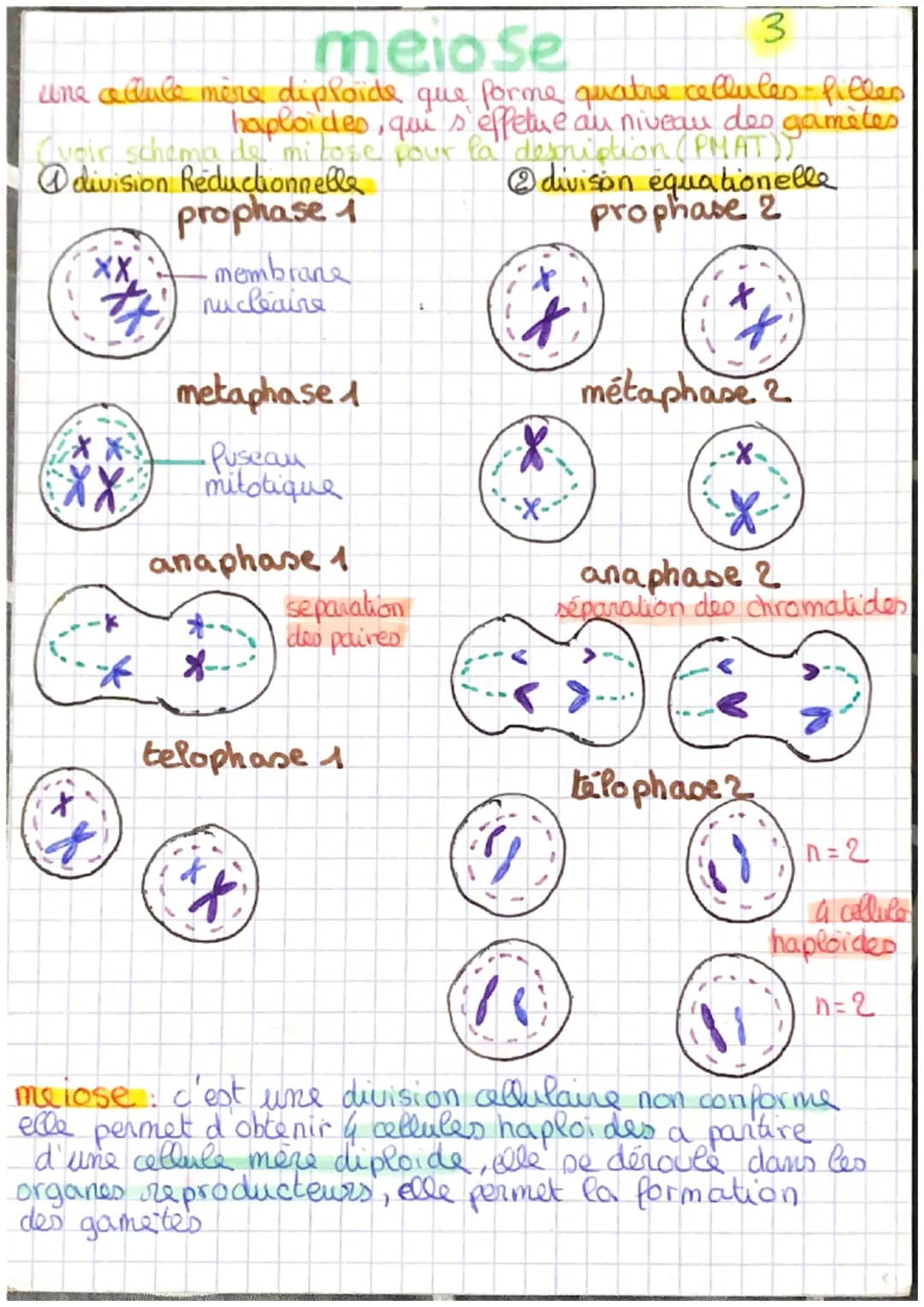 # meiose

3

une callule mère diploide que forme quatre cellules filles
haploides, qui s' effetue au niveau des gamètes

Quoin schema del mi