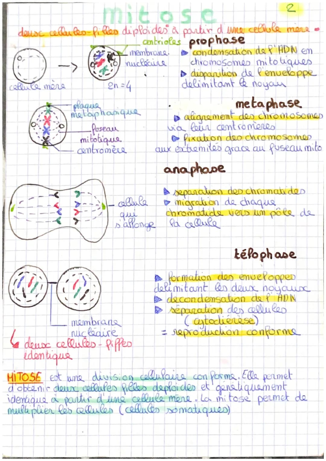 # meiose

3

une callule mère diploide que forme quatre cellules filles
haploides, qui s' effetue au niveau des gamètes

Quoin schema del mi
