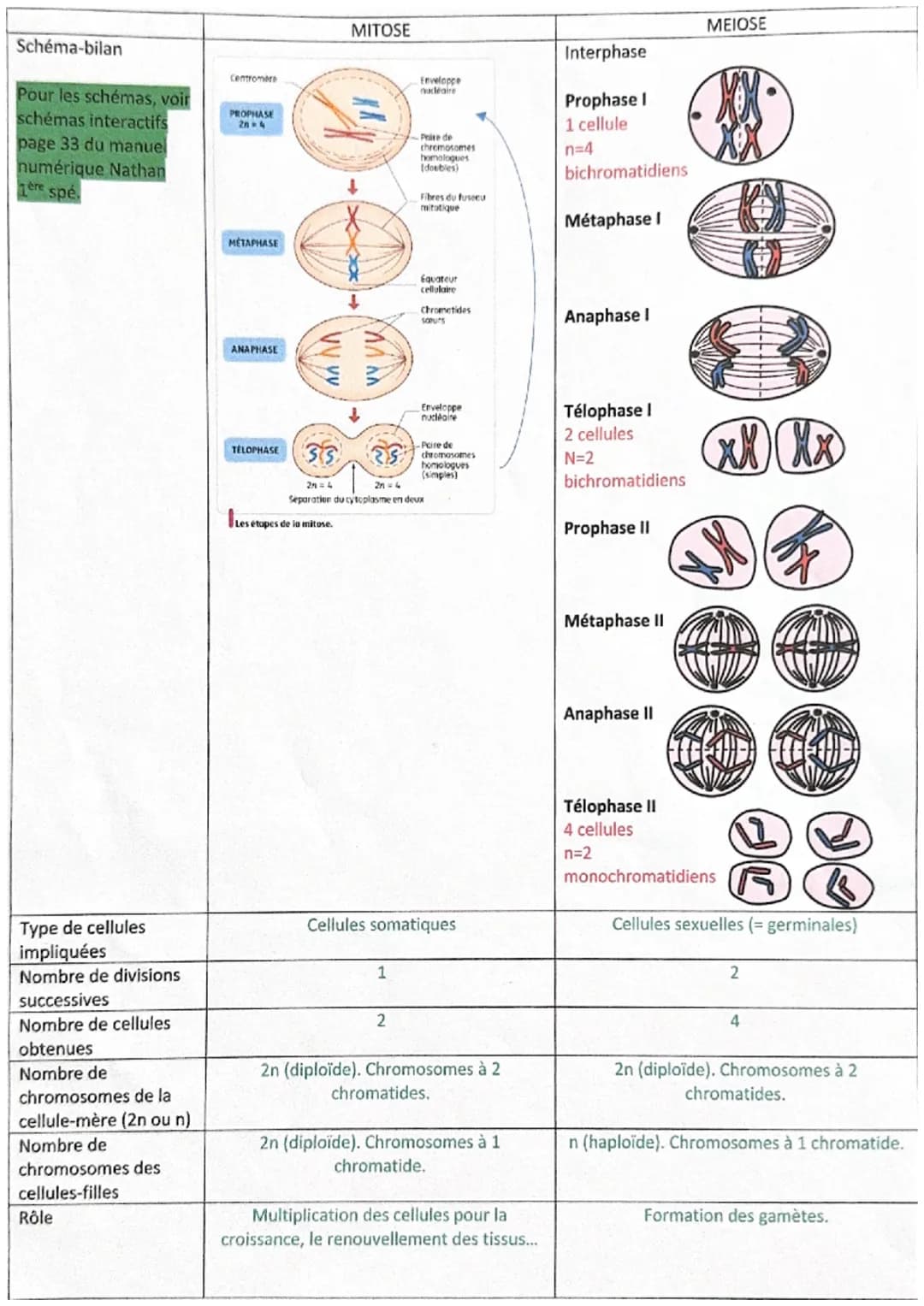Schéma-bilan

Pour les schémas, voir
schémas interactifs
page 33 du manuel
numérique Nathan
1ère spé.

MITOSE

Centromere

PROPHASE
20

Enve