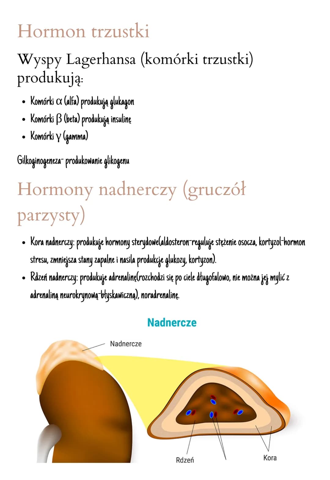 # Układ hormonalny

Jest on zbudowany z gruczołów dokrewnych

Hormony zmieniają aktywność komórek, są produkowane przez wszystkie komórki.

