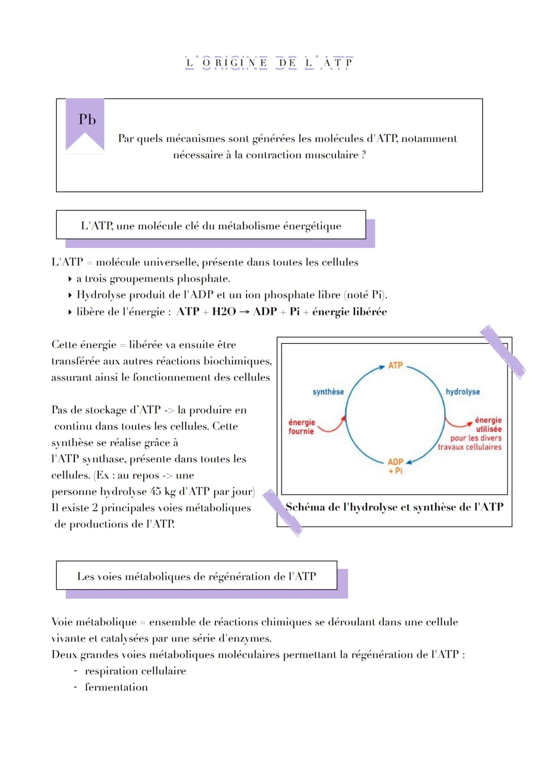Pb

L'ORIGINE DE LATP

Par quels mécanismes sont générées les molécules d'ATP, notamment
nécessaire à la contraction musculaire ?

L'ATP, un