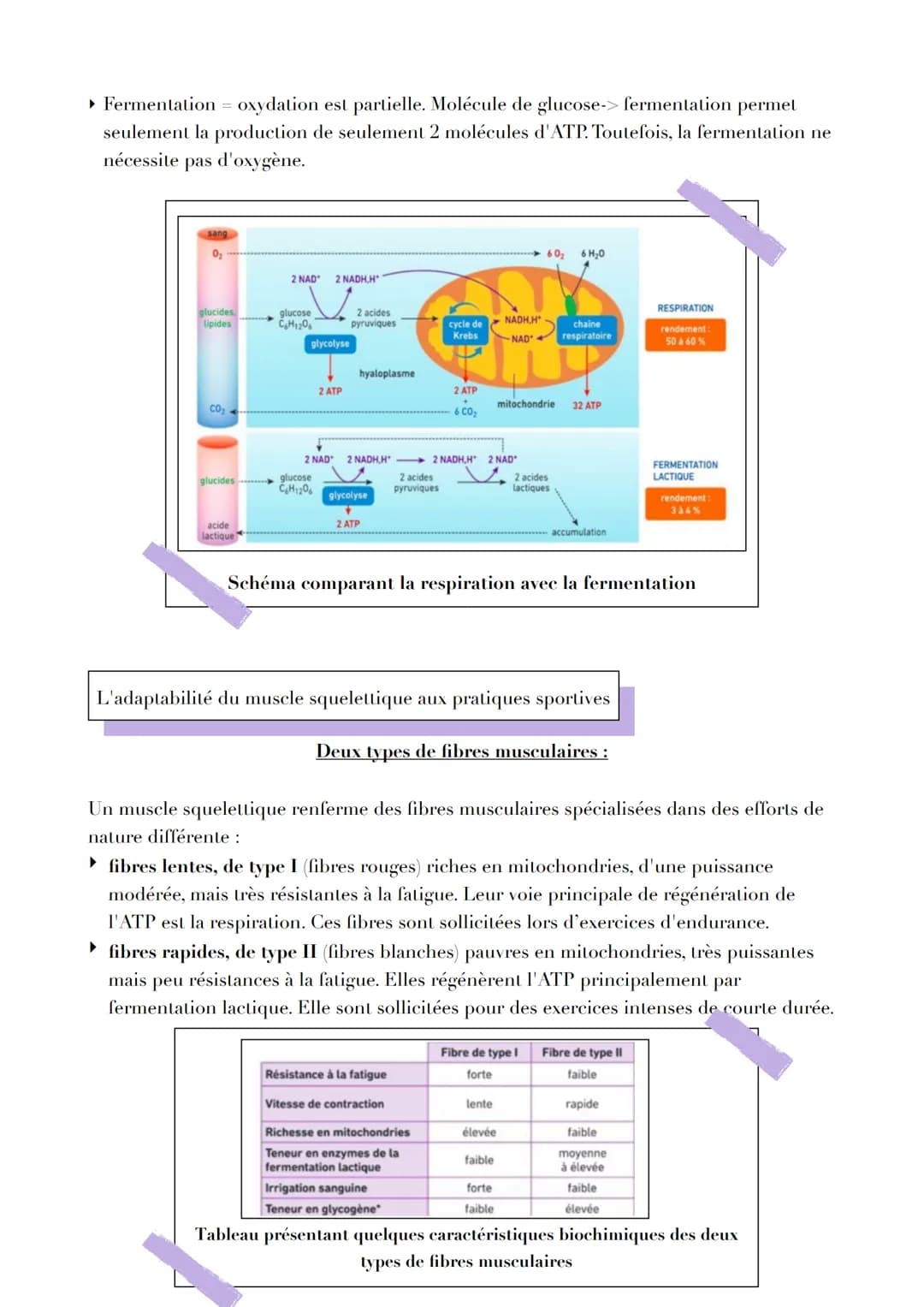 Pb

L'ORIGINE DE LATP

Par quels mécanismes sont générées les molécules d'ATP, notamment
nécessaire à la contraction musculaire ?

L'ATP, un