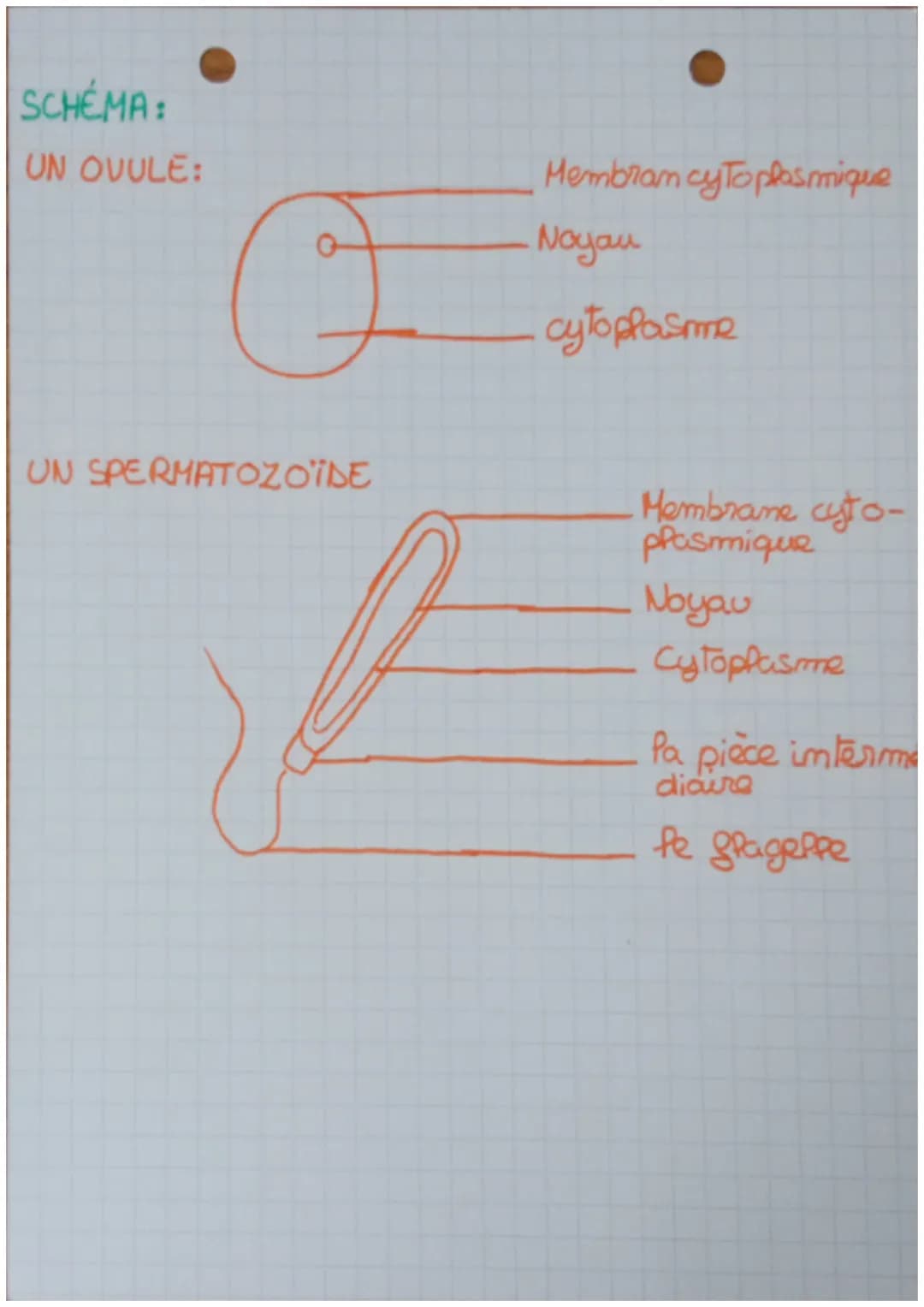 # Sciences et Vie de la Tore 10/2022

# REPRODUCTION DES ÊTRES VIVANTS

il existe 2 types de reproductions

reproduction SEXUÉE

reproductio