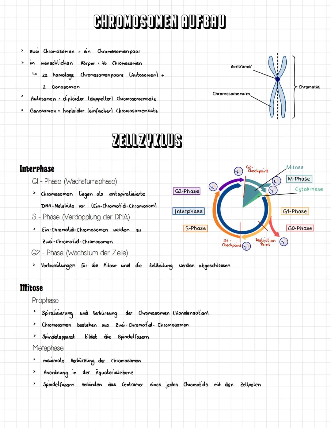 # INHALTSVERZEICHNIS

□□□ Chromosomen Aufbau

□□□ Zellzyklus

□□□ Mitose

□□□ Meiose

□□□ Vererbung

□□□ Begriffe

□□□ Mendelsche Regeln

□□