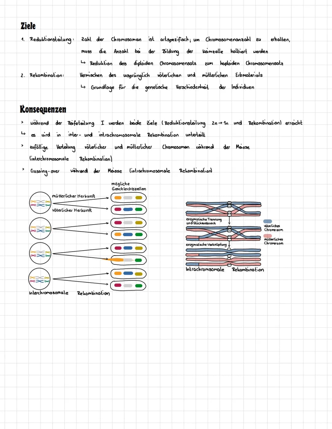 # INHALTSVERZEICHNIS

□□□ Chromosomen Aufbau

□□□ Zellzyklus

□□□ Mitose

□□□ Meiose

□□□ Vererbung

□□□ Begriffe

□□□ Mendelsche Regeln

□□