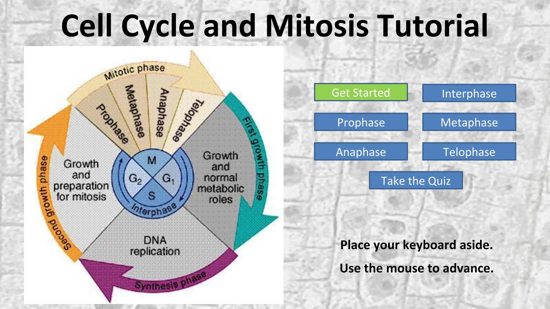 # Cell Cycle and Mitosis Tutorial

Mitotic phase

Telophase

Anaphase

Metaphase

Prophase

Growth
and
preparation
for mitosis

Second growt