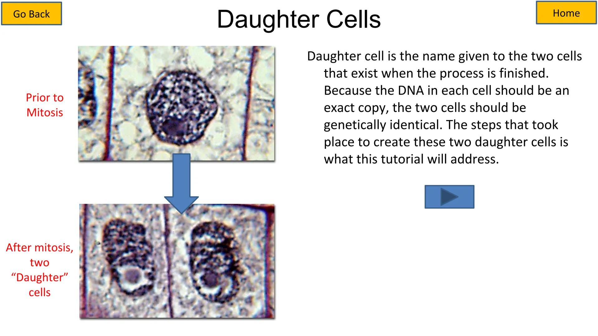 # Cell Cycle and Mitosis Tutorial

Mitotic phase

Telophase

Anaphase

Metaphase

Prophase

Growth
and
preparation
for mitosis

Second growt