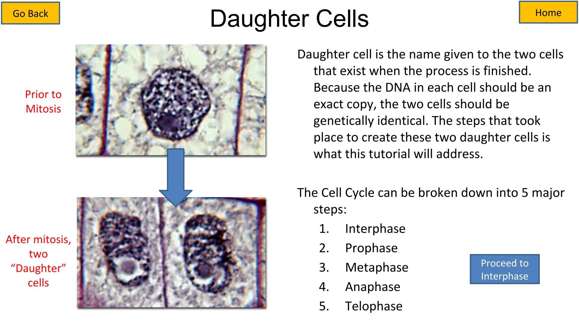 # Cell Cycle and Mitosis Tutorial

Mitotic phase

Telophase

Anaphase

Metaphase

Prophase

Growth
and
preparation
for mitosis

Second growt