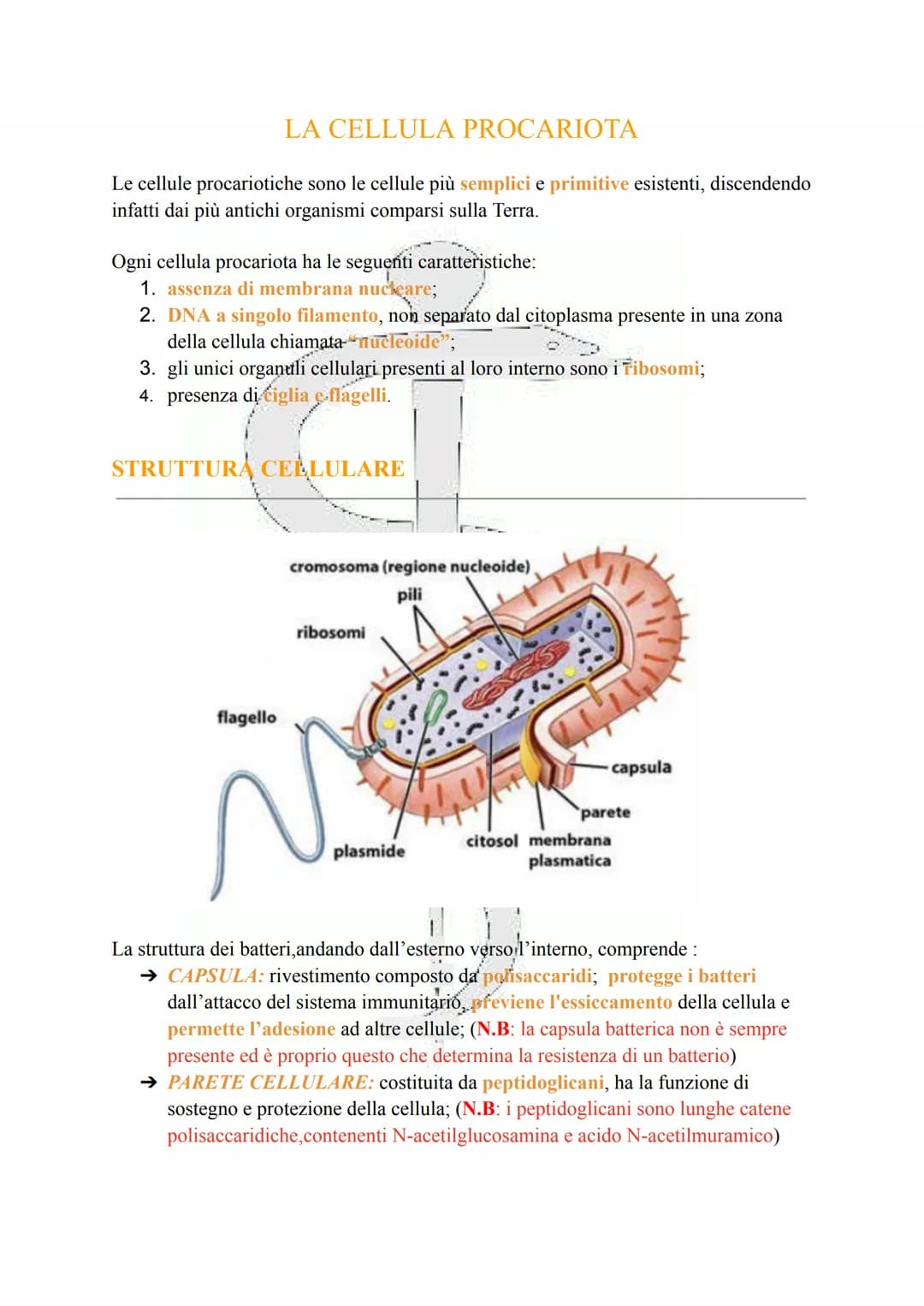 # LA CELLULA PROCARIOTA

Le cellule procariotiche sono le cellule più semplici e primitive esistenti, discendendo
fatti dai più antichi orga