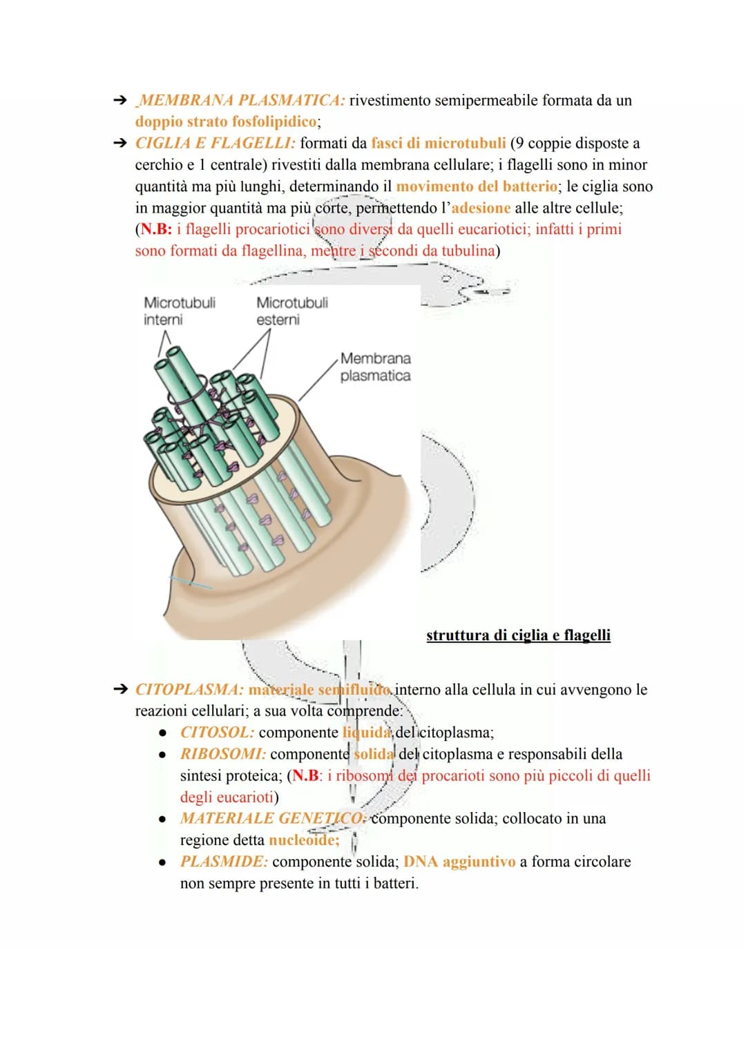 # LA CELLULA PROCARIOTA

Le cellule procariotiche sono le cellule più semplici e primitive esistenti, discendendo
fatti dai più antichi orga